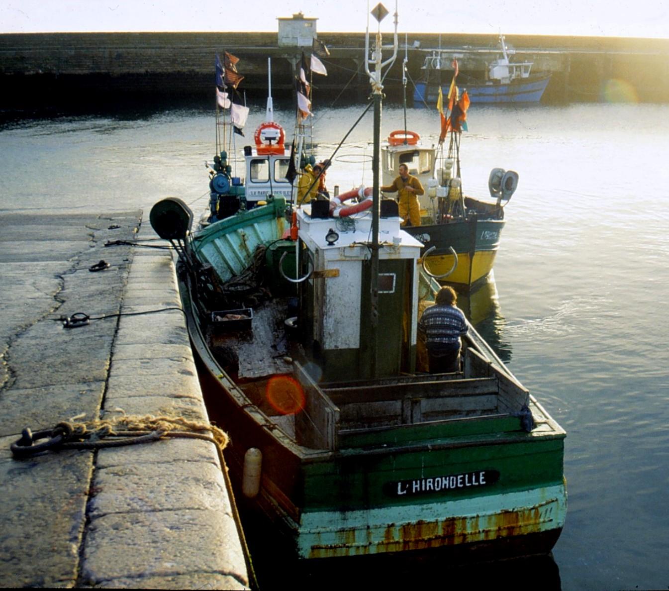 Hirondelle lo a groix